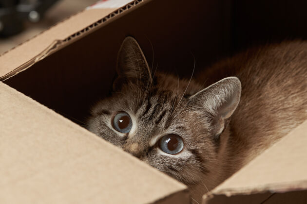 纸板箱躲在纸上的家猫国内箱顽皮的宠物毛茸茸的猫可爱