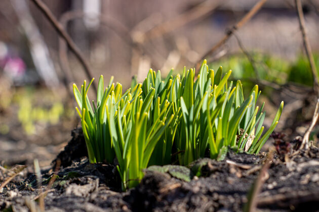自然春天水仙花在地上发芽春天鳞茎射击