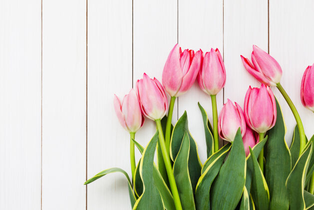 花卉粉红色的新鲜郁金香花在白色的木头上墙.顶查看 复制空间新鲜开花郁金香