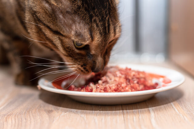 轮廓孟加拉猫站在一碗肉末旁边吃它家宠物吃切碎的肉近爪子条纹