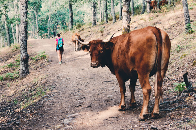 人女童子军徒步旅行 在森林里的奶牛中间散步旅行者牛后视图
