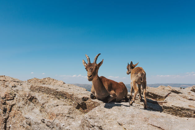 野生动物山上的山羊和它的小牛在山上休息荒野哺乳动物女性