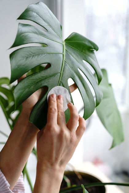 清洁女人用手擦拭室内植物叶子上的灰尘 用棉垫照顾植物怪兽房子植物室内