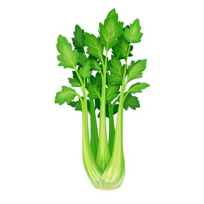 蔬菜芹菜蔬菜图标蔬菜插图新鲜收获芹菜