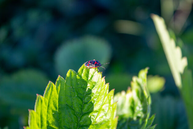 草莓甲虫爬树叶可爱动物生活