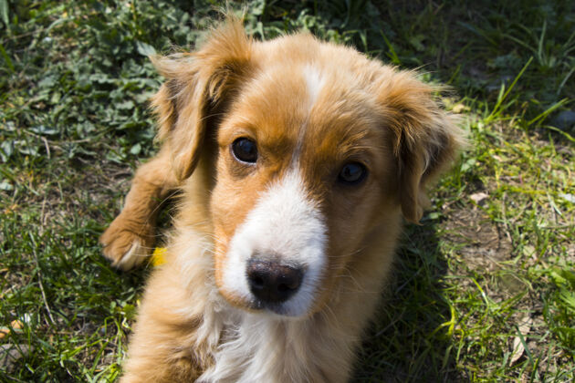 草乔治亚州的狗肖像 白天和户外金毛猎犬友谊美丽