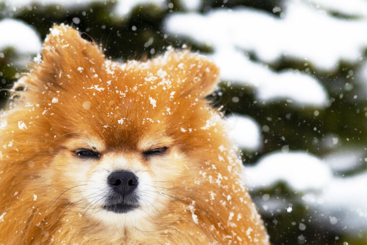 公园可爱的波美拉尼亚斯皮茨狗斯诺肖像一只宠物在雪和圣诞树的背景下 冬天纯种小狗冬天