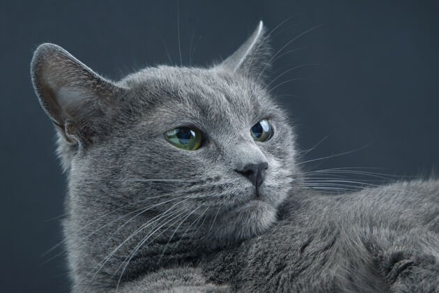 动物黑暗中美丽的灰猫背景.pet哺乳动物捕食者肖像毛皮猫