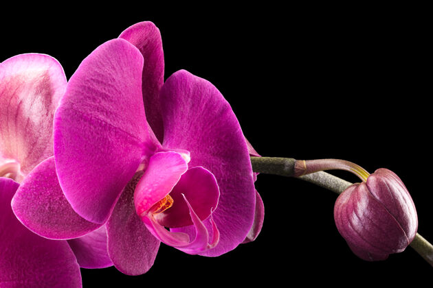 花束从兰科紫罗兰蝴蝶兰或飞蛾兰科分支隔离在黑色背景与剪辑路径复制空间花卉生长