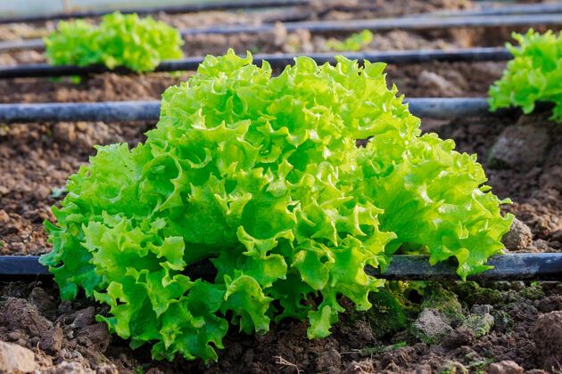 蔬菜在有滴灌的温室里种植多汁沙拉有机耕作沙拉
