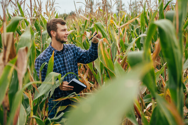 种植英俊的农学家在玉米地里手持平板触摸屏电脑 在收割前检查庄稼互联网国家食品