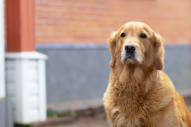 拉布拉多猎犬狗直视镜头 金毛猎犬 拉布拉多犬靠近他的眼睛室外住宅,外部复制空间跑步猎犬房子