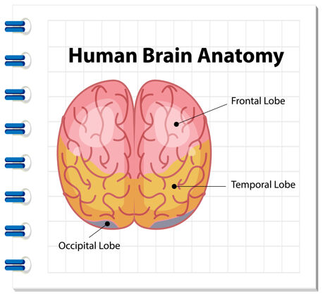 科学人脑图信息海报医学系统学习