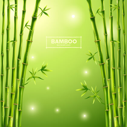 热带绿色的竹子背景 竹子全景花卉春天环境