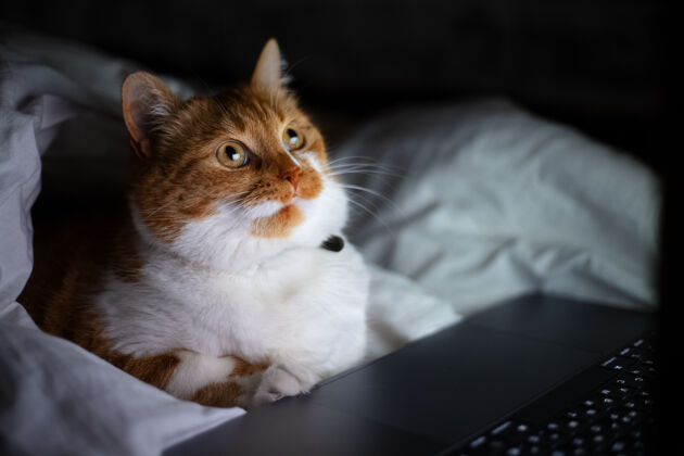 哺乳动物家里黑暗的房间里 红白猫躺在床上 手提电脑的画像漂亮动物室内