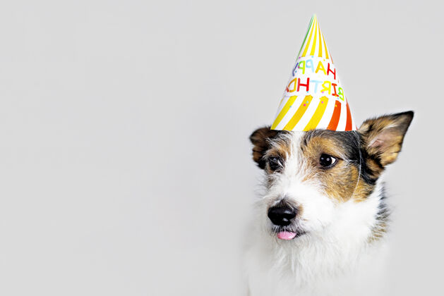 狗一只戴着帽子的白色背景的有趣的狗 生日快乐一只宠物舔着嘴唇 庆祝生日假日.copy空间积极有趣创意