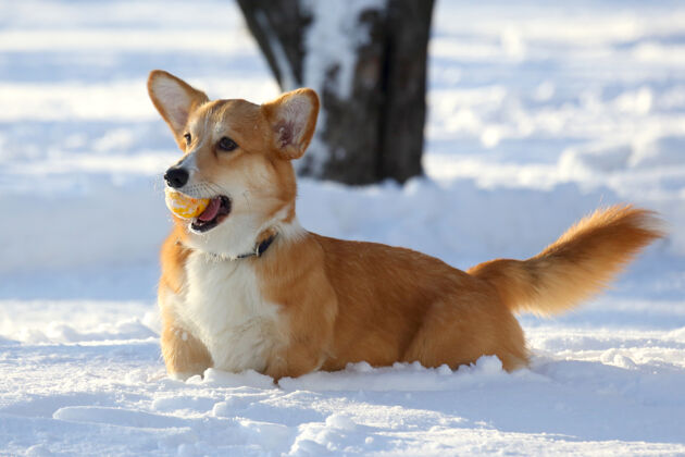 玩耍牙齿上有一个黄色球的小狗在雪地里玩狗散步动物