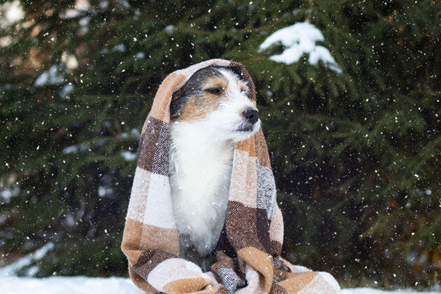 等待伤心的狗半个血 在街上的一条毛毯在雪地里公园孤独户外