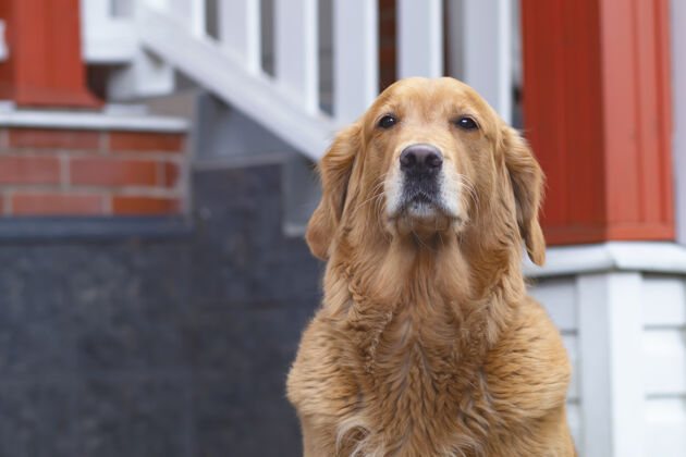 猎犬狗狗直视镜头 金毛猎犬 拉布拉多犬 他家附近的户外 户外散步成员花园