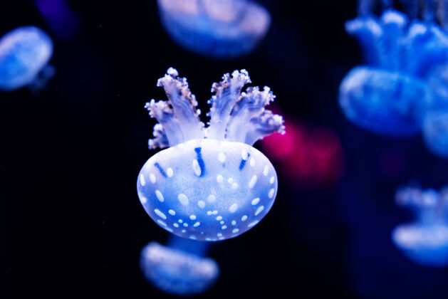 生物充满活力的水母漂浮在海洋中水族馆器官天线