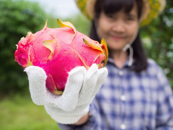 火龙果在模糊的背景上 特写农妇手拿着龙果饮食异国情调亚洲