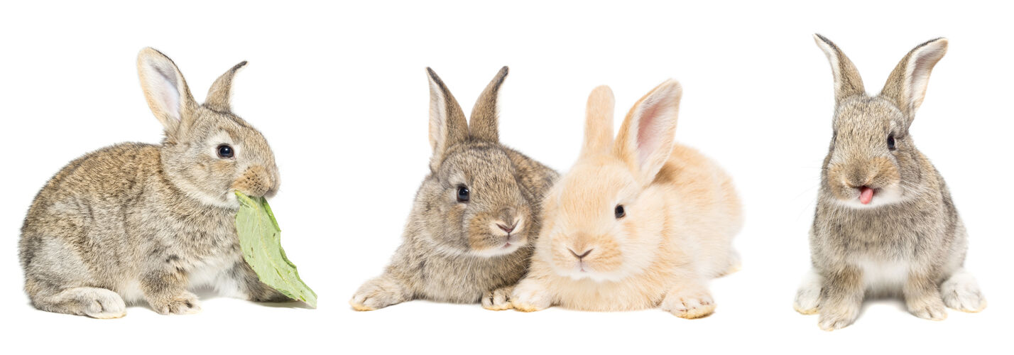 漂亮可爱的红色和灰色复活节兔子兔子隔离在白色背景上农场兔子宠物