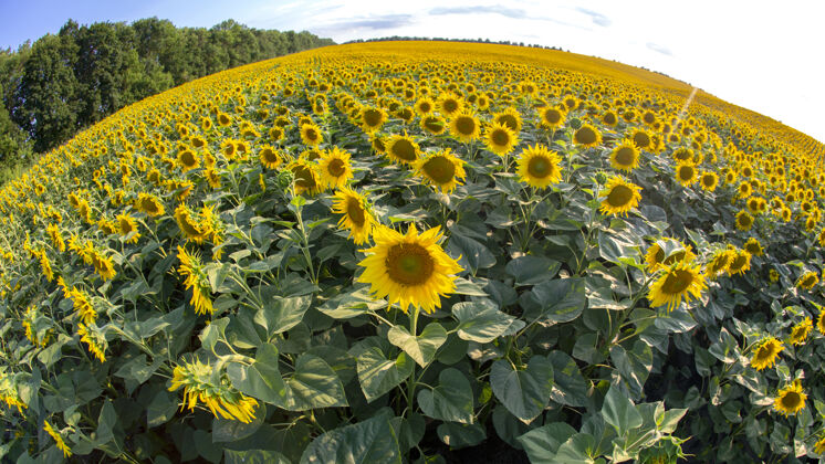 开花一大片盛开的向日葵阳光.农学农业和植物学农业植物园艺