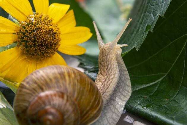动物学葡萄蜗牛正积极地爬进来自然软体动物以及无脊椎动物肉和美食天线美味房子
