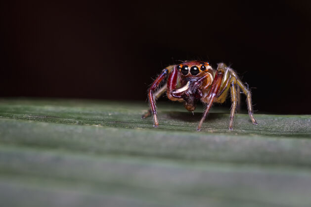 自然跳蜘蛛平静地吃树叶宏观摄影野生动物昆虫