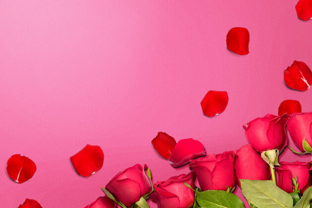 花瓣红玫瑰和玫瑰花瓣上的一种颜色墙情人节礼物天哪花开花爱