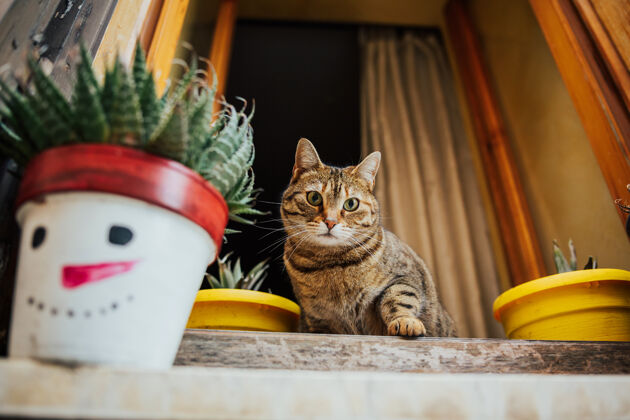 颜色有趣的猫坐在古老的石头房子的窗边季节老可爱