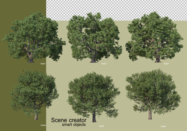 叶各种树木的3d渲染隔离树环境森林