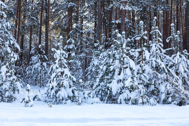 冰冻云杉和松树在冬天的雪林里霜冻寒冷森林