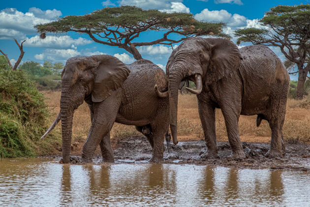 国家公园非洲的一群大象在塔兰吉尔国家公园的草地上行走荒野非洲野生