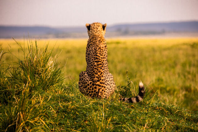 塞伦盖蒂马赛马拉国家保护区的猎豹坦桑尼亚国家公园非洲