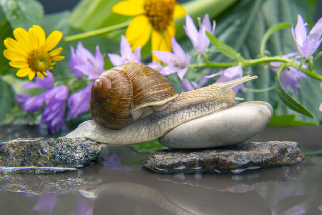 慢蜗牛从石头爬到石头上石贝类还有无脊椎动物无脊椎动物壳脚