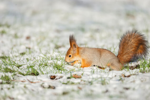 松鼠可爱的红松鼠坐在满是雪花的雪地里明信片季节寒冷