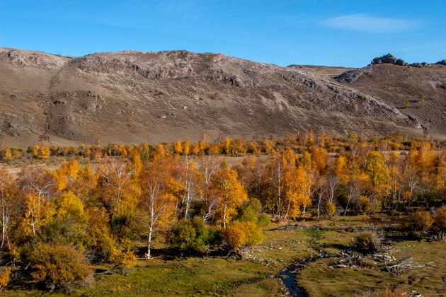 扩展山上的秋林 叶色嫩黄 前景是一条小河距离俄罗斯乡村