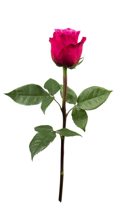 礼物美丽的白底红玫瑰春天自然花瓣