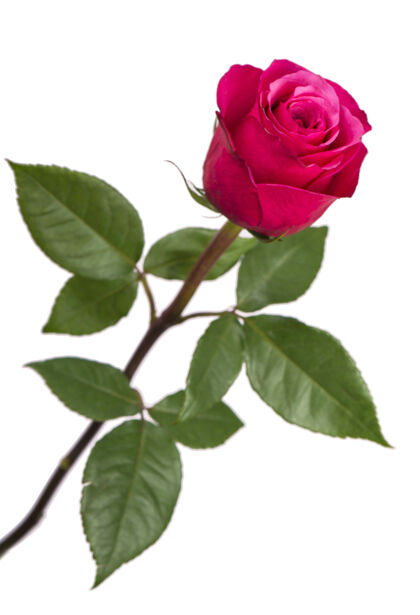 绿色白色背景上孤立的粉红色玫瑰花简单自然激情