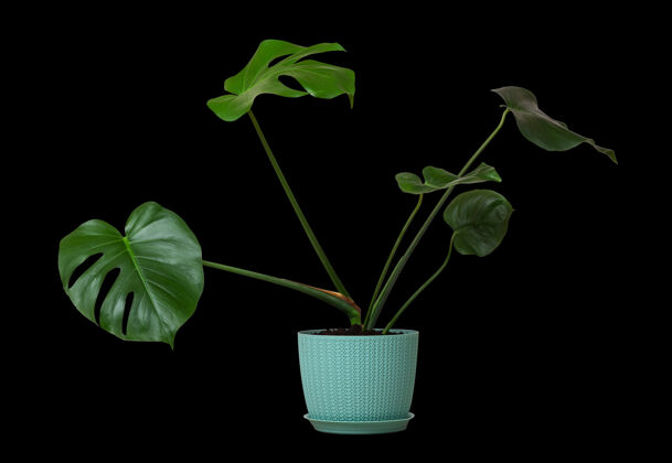 花热带怪兽一种绿叶植物 被隔离在一堵黑墙上的花盆里植物模切园艺