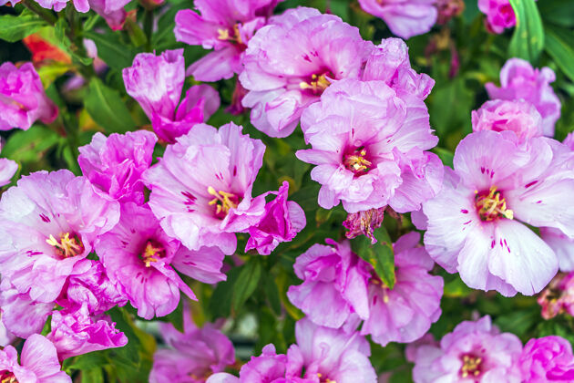 花瓣克拉克莉亚·阿莫娜粉色的花村庄植物学花园
