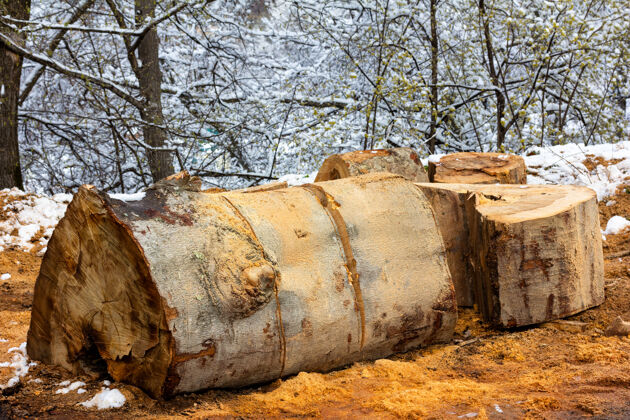 锯锯成块的原木山毛榉雪林业资源