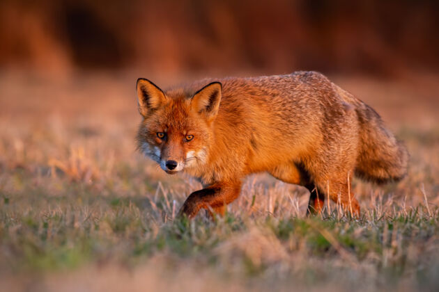 早晨野生红狐在秋日日出时偷偷地在草地上秋天草地毛茸茸的