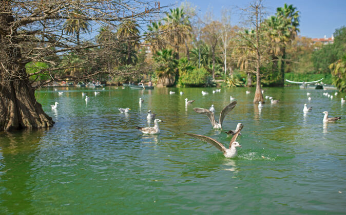 欧洲巴塞罗那ciutadella热带公园花园 湖泊和棕榈树 许多美丽的鸟水倒影建筑