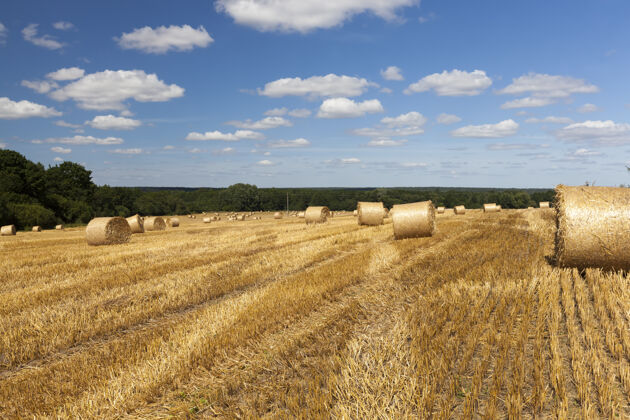 收获麦粒收割后的金色稻草成熟自然农业