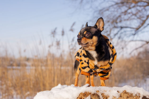 纯种寒风中的小狗夹克冬天吉娃娃穿着冬天的衣服在雪上户外血统自然