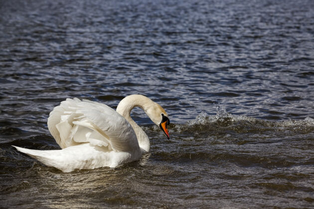 孤独春天的天鹅在湖边生动观鸟和平