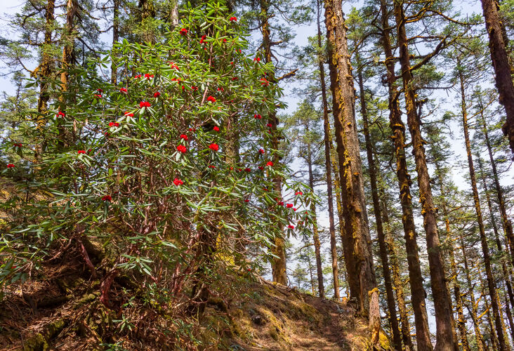 森林澜沧古树成林 杜鹃盛开 尼泊尔.喜马拉雅山!森林 开花 尼泊尔 树干 树叶 开花 喜马拉雅山 苔藓