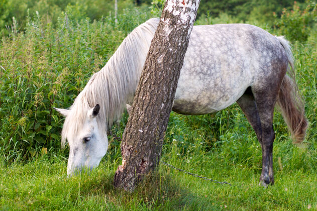 户外夏日绿草地上的一匹马树单株放牧